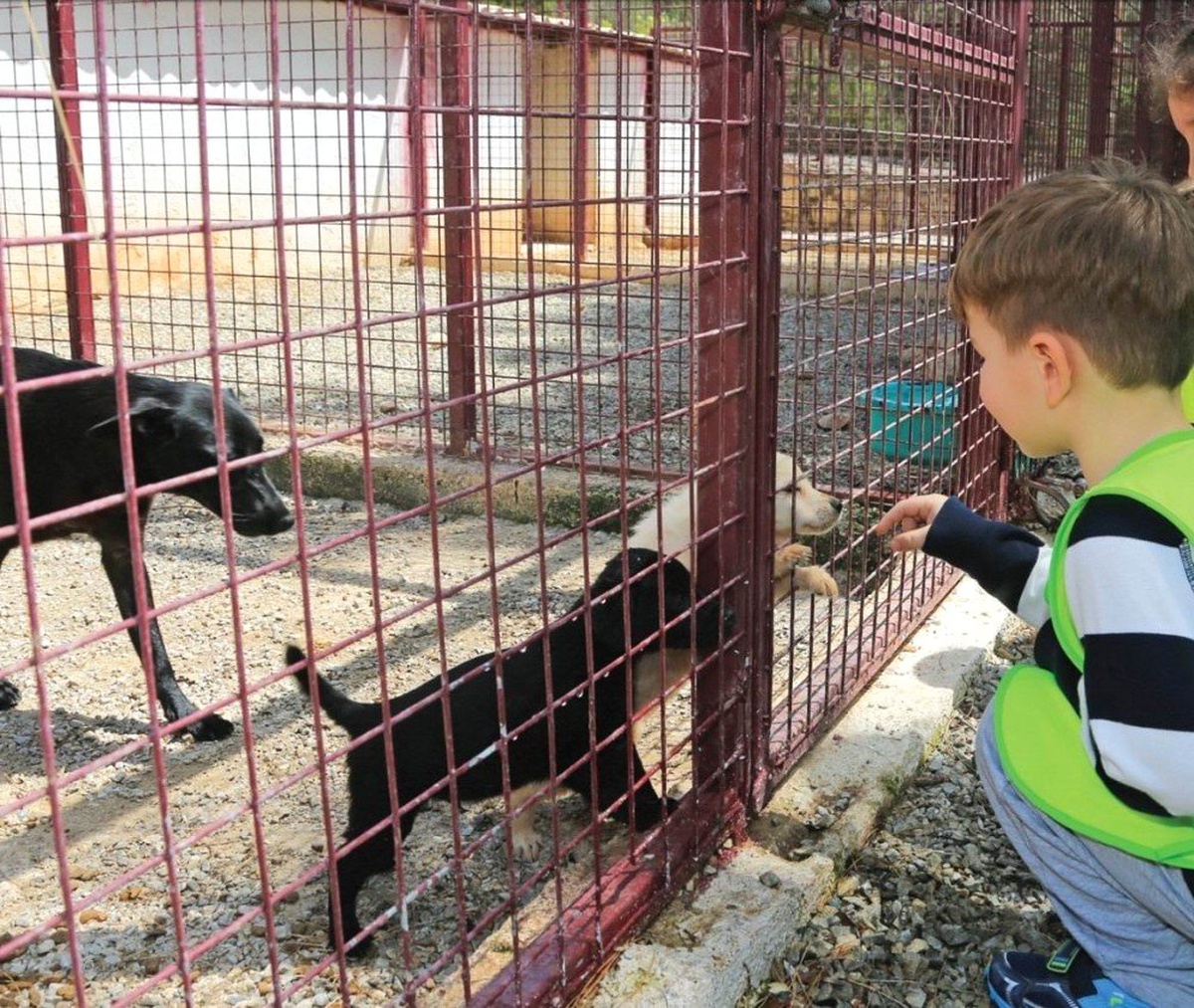 Seydişehir\'de Sokak Hayvanlarına Modern Barınak