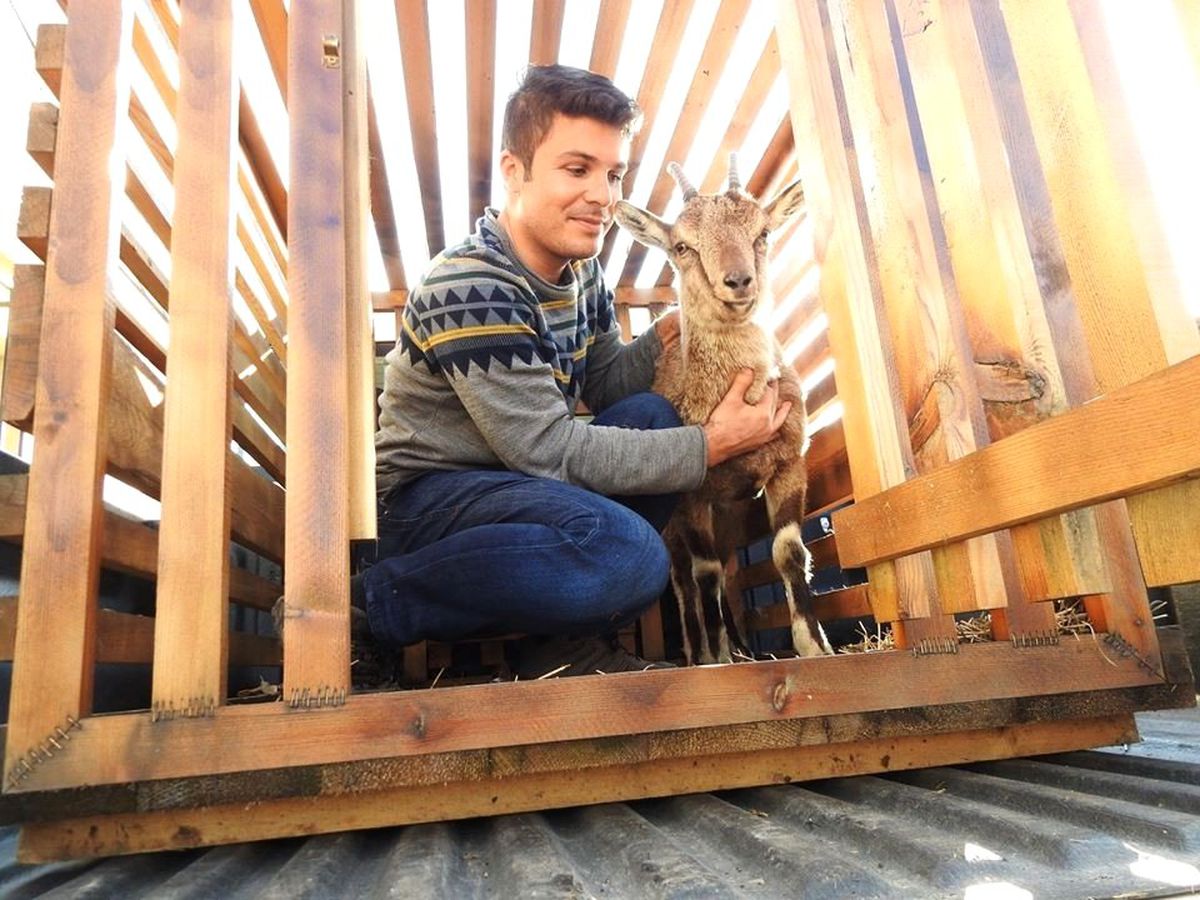 Yaralı Yaban Keçisi Tedavi Edildi
