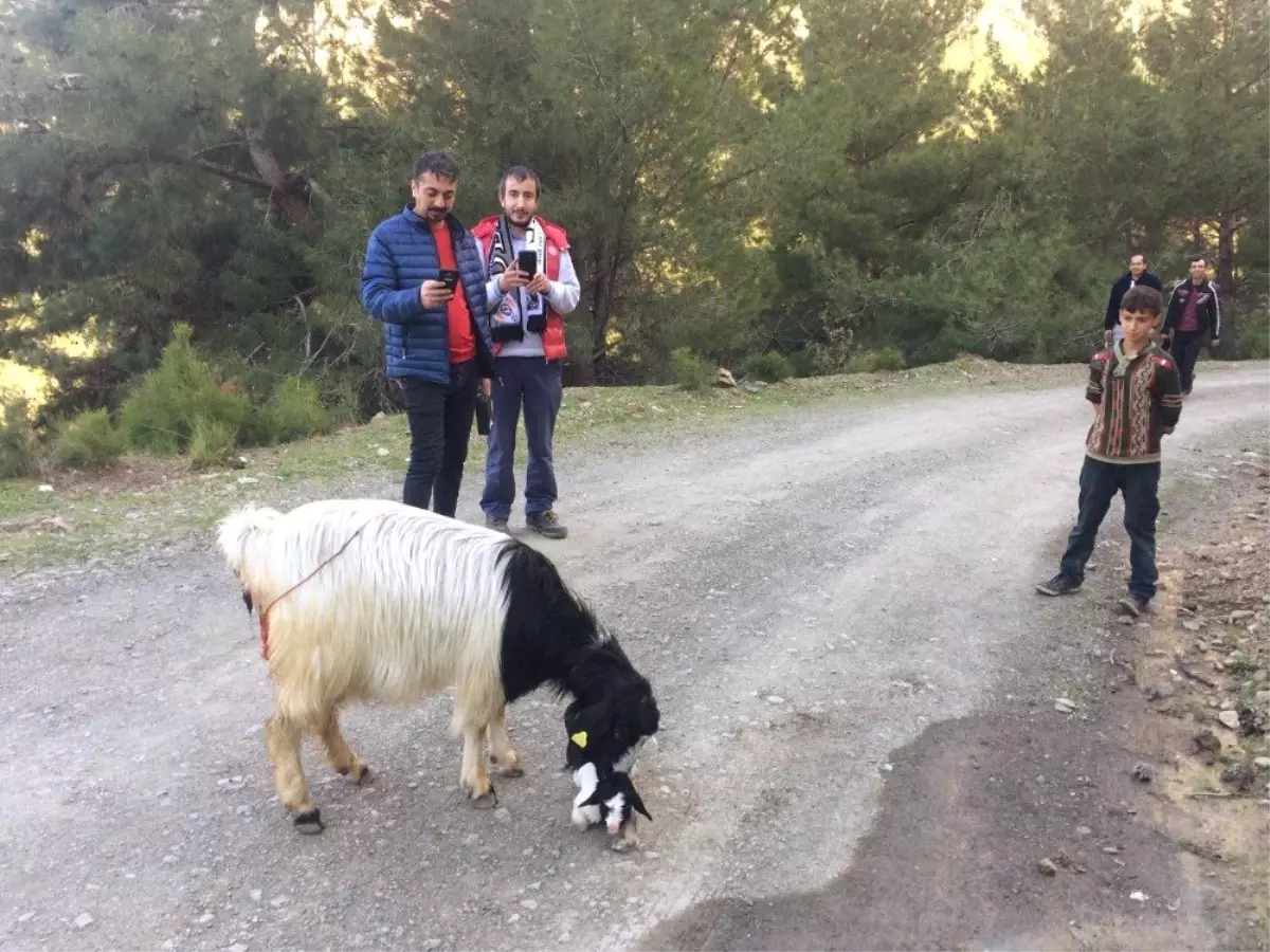 Yolda Doğum Yapan Keçi İlgi Odağı Oldu