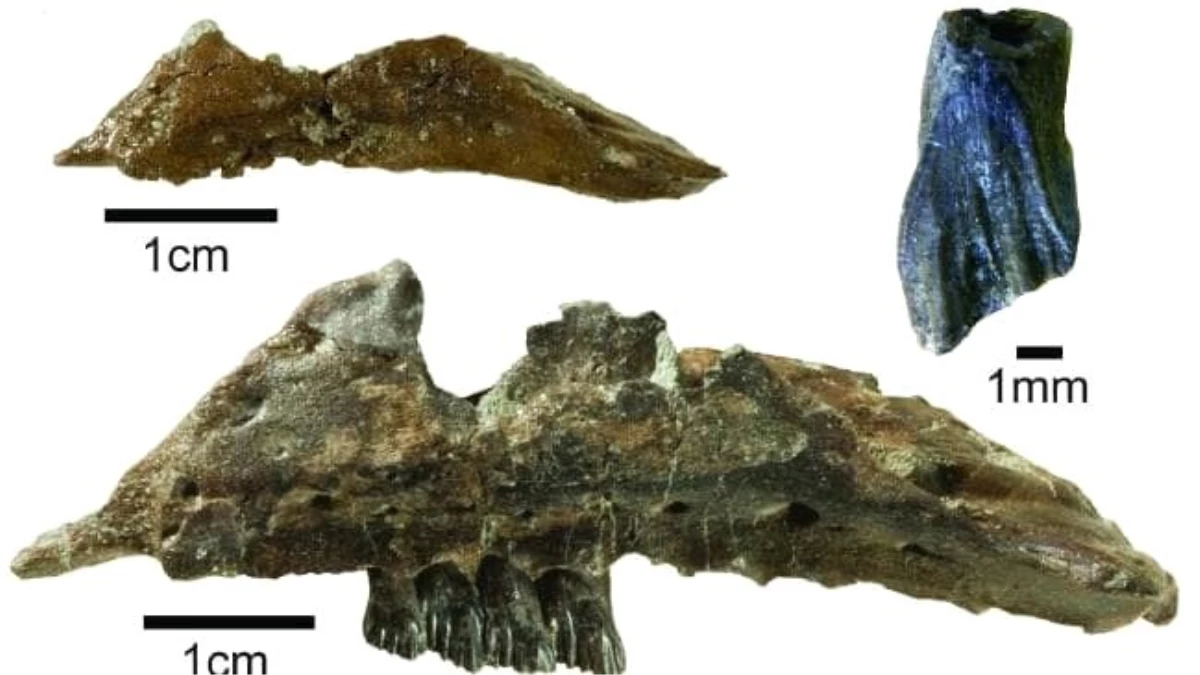 Avustralya\'da Yeni Dinozor Türü Keşfedildi