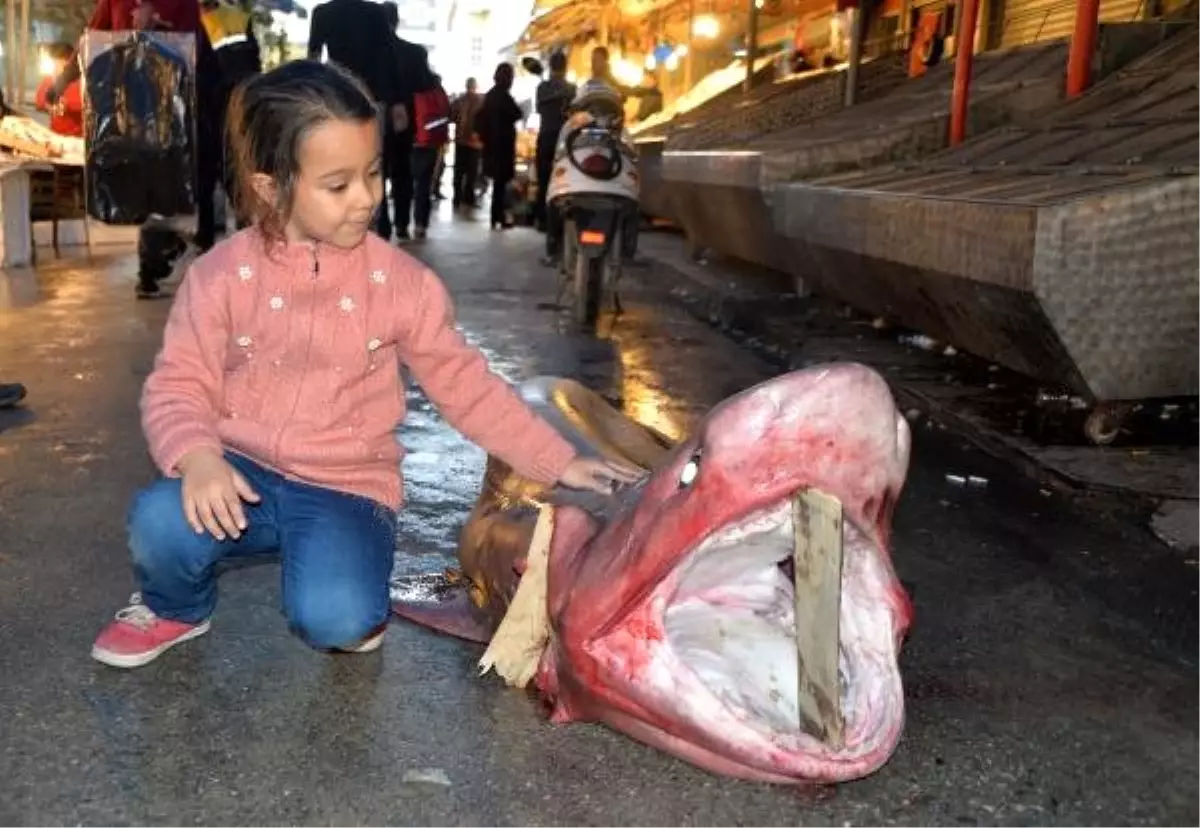 Beyaz Köpek Balığına Yoğun İlgi