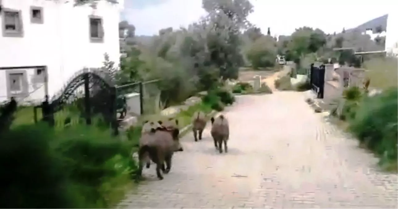 Bodrum\'da Gündüz Vakti Sokağa İnen Domuz Sürüsü Görenleri Şaşkınlığa Uğrattı