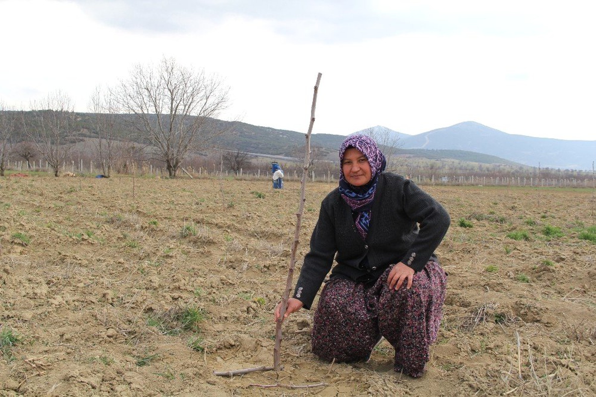 Hünnap Yemeyi Değil, Hünnap Yetiştirmeyi Öğrettiler