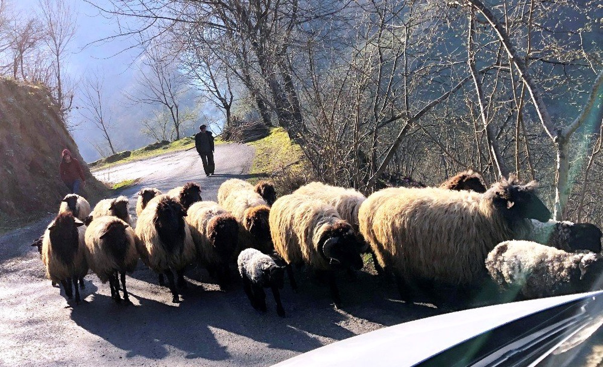 Koyunların Yayla Yolculuğu Başladı