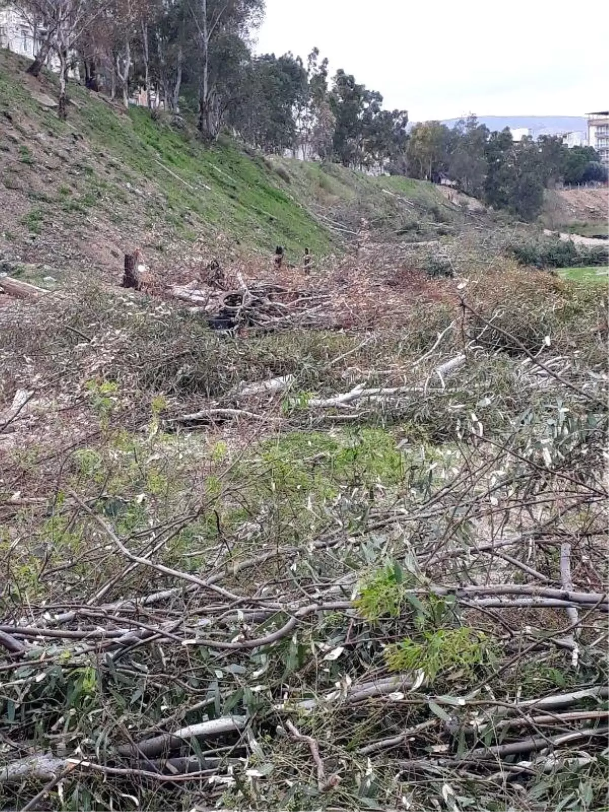 Otobüs Garajı İçin Okaliptüs Ağaçlarının Kesilmesine Tepki