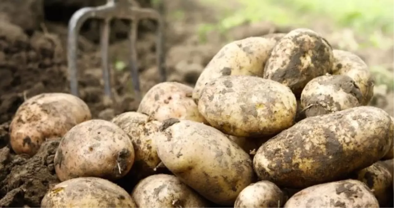 Sıfır Gümrükle Patates İthalatına Üreticilerden Tepki: Kararnameyi Görünce Şok Olduk