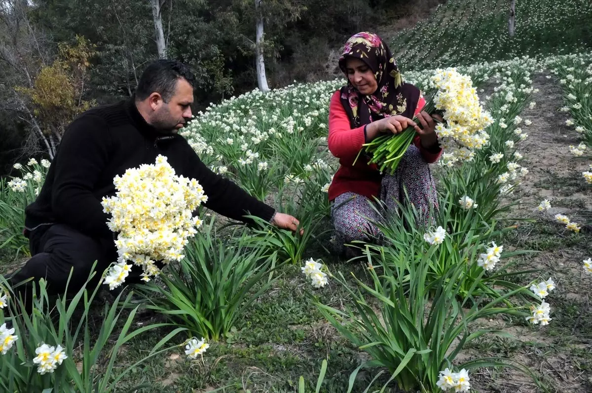 Süs Amacıyla Ekti Gelir Kapısı Oldu