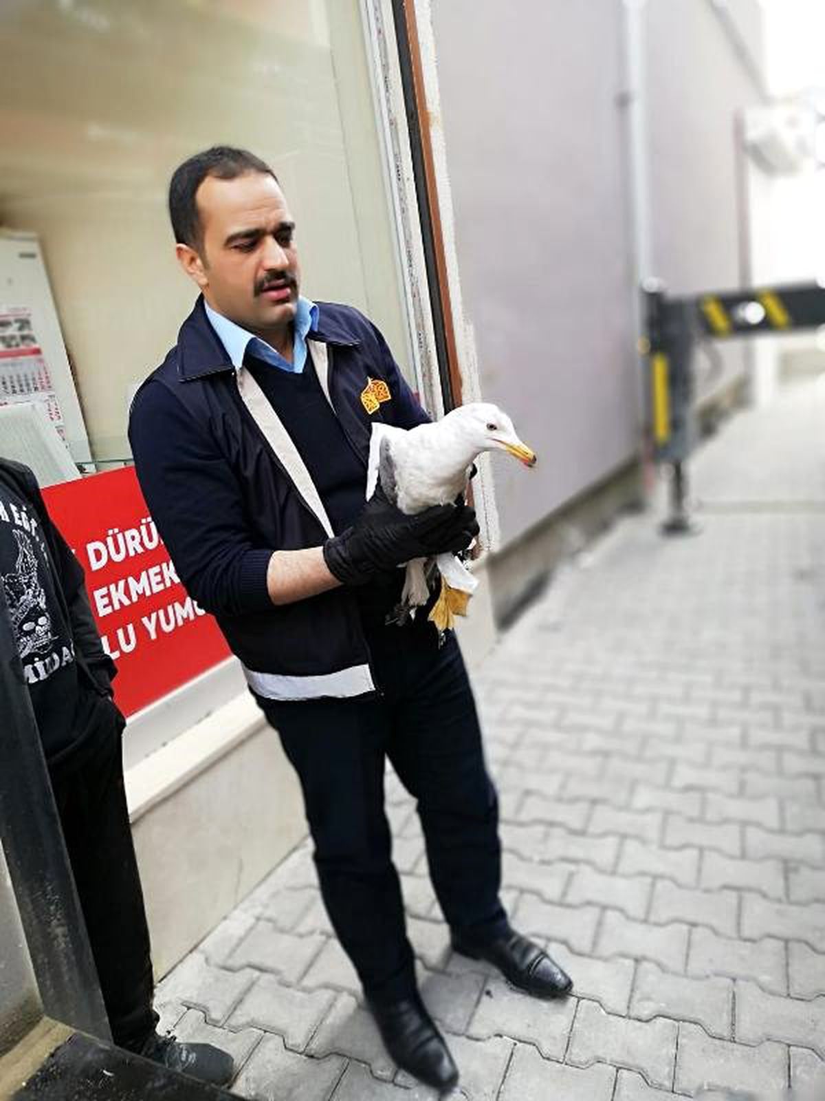 Van\'da Balkon Penceresine Sıkışan Martıyı İtfaiye Kurtardı