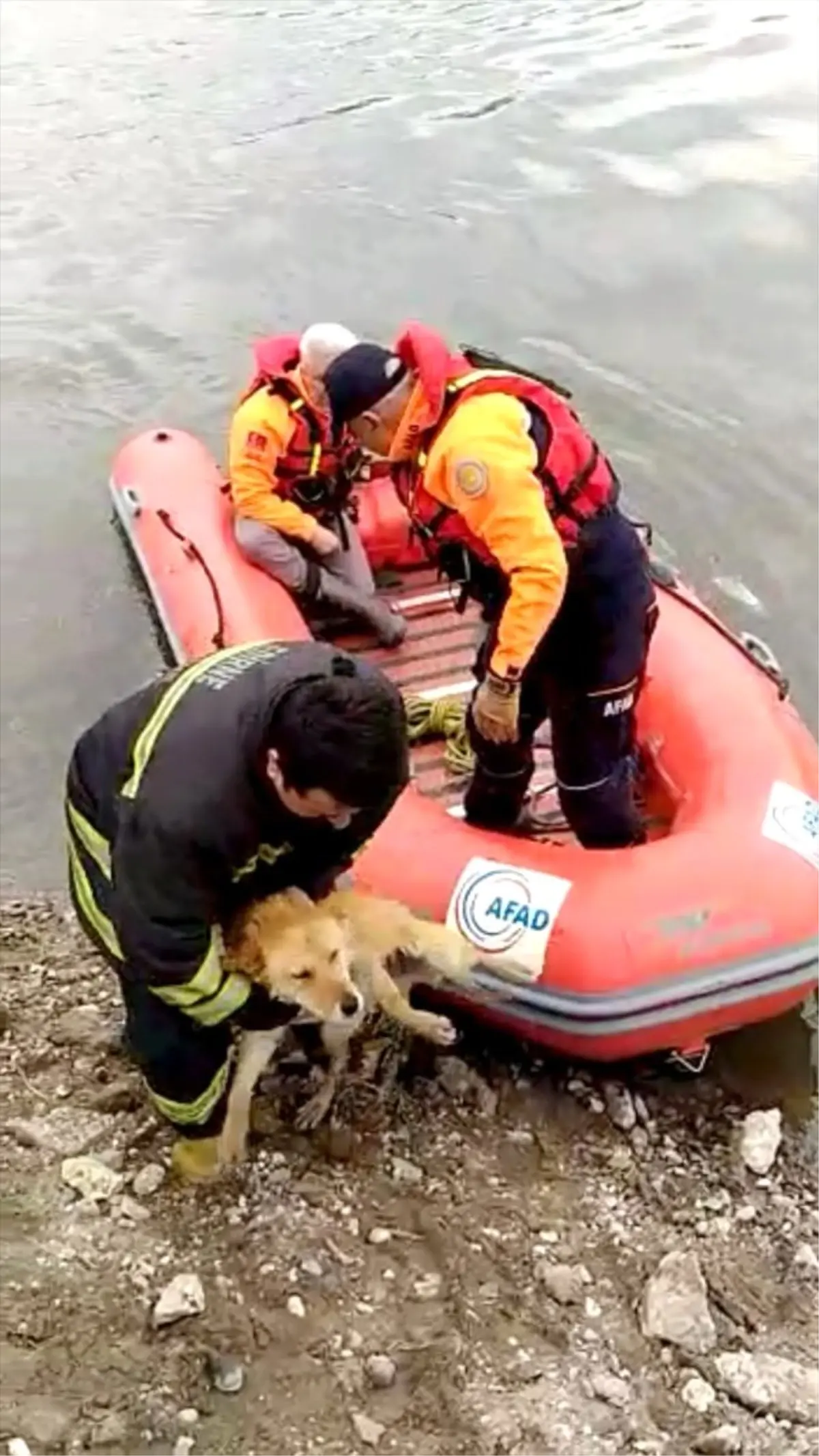 Afad Sokak Köpeğini Meriç\'te Boğulmaktan Kurtardı