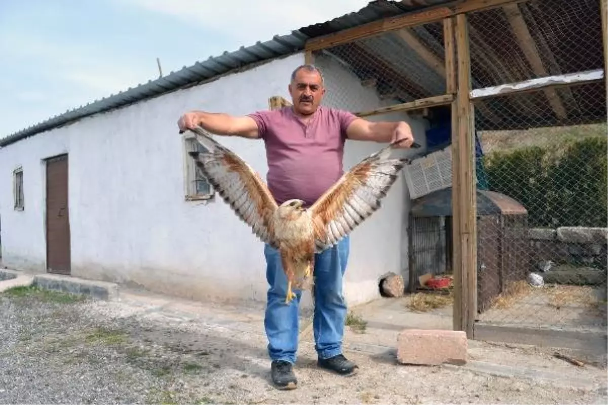 Ayağındaki İp Elektrik Hattı Tellerine Dolanan Kızıl Şahin Kurtarıldı