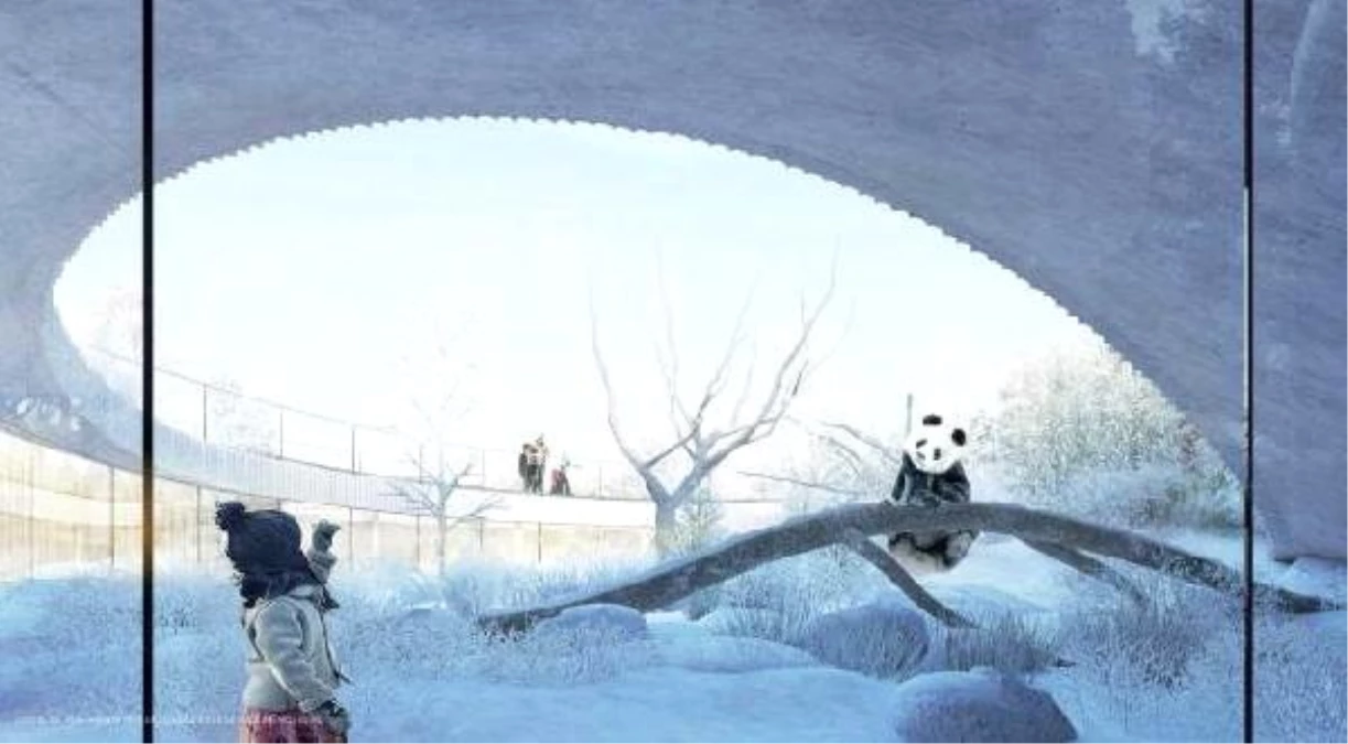 Çinli Pandalar Nisan\'da Danimarka\'ya Gidecek