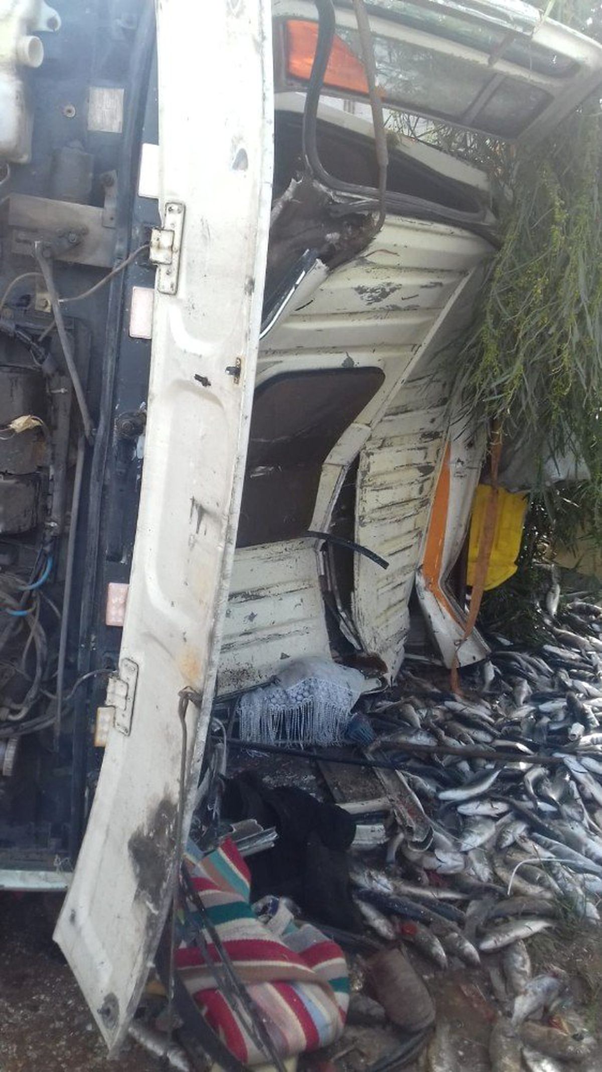 Didim\'de Balık Kamyonu Devrildi, Binlerce Balık Caddeye Saçıldı