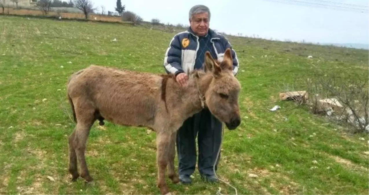 Gaziantep\'te Sıpaya Akıl Almaz İşkence