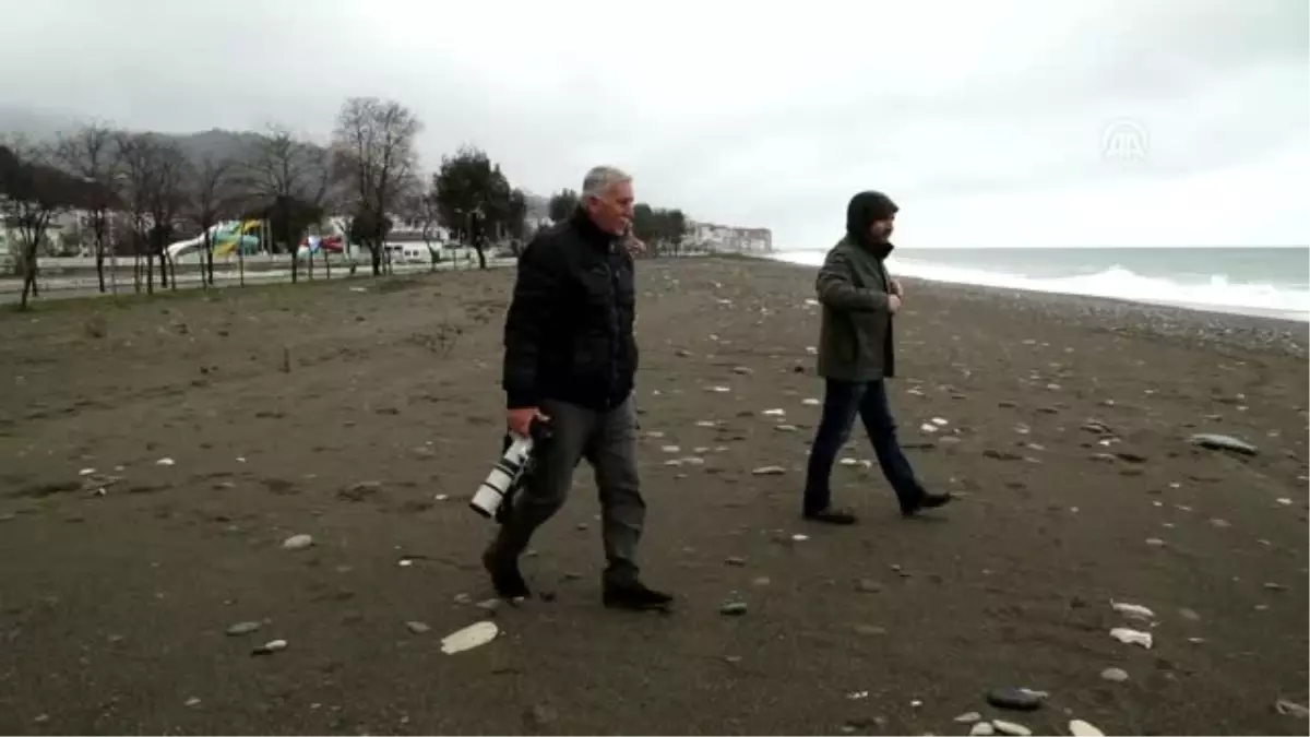 Kastamonu\'da Konaklayan Turnalar Doğa Tutkunlarını Sevindirdi