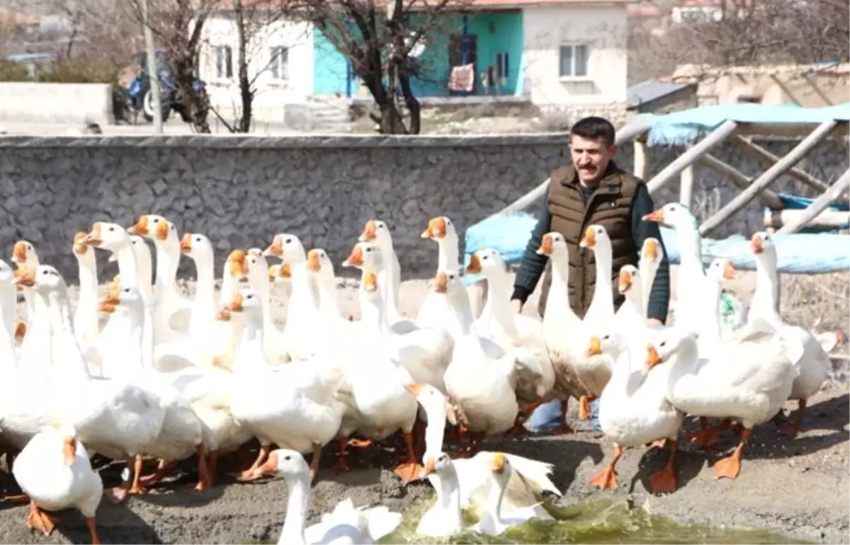 Köyde 7 kazla üretime başlayıp ihracatçı oldu