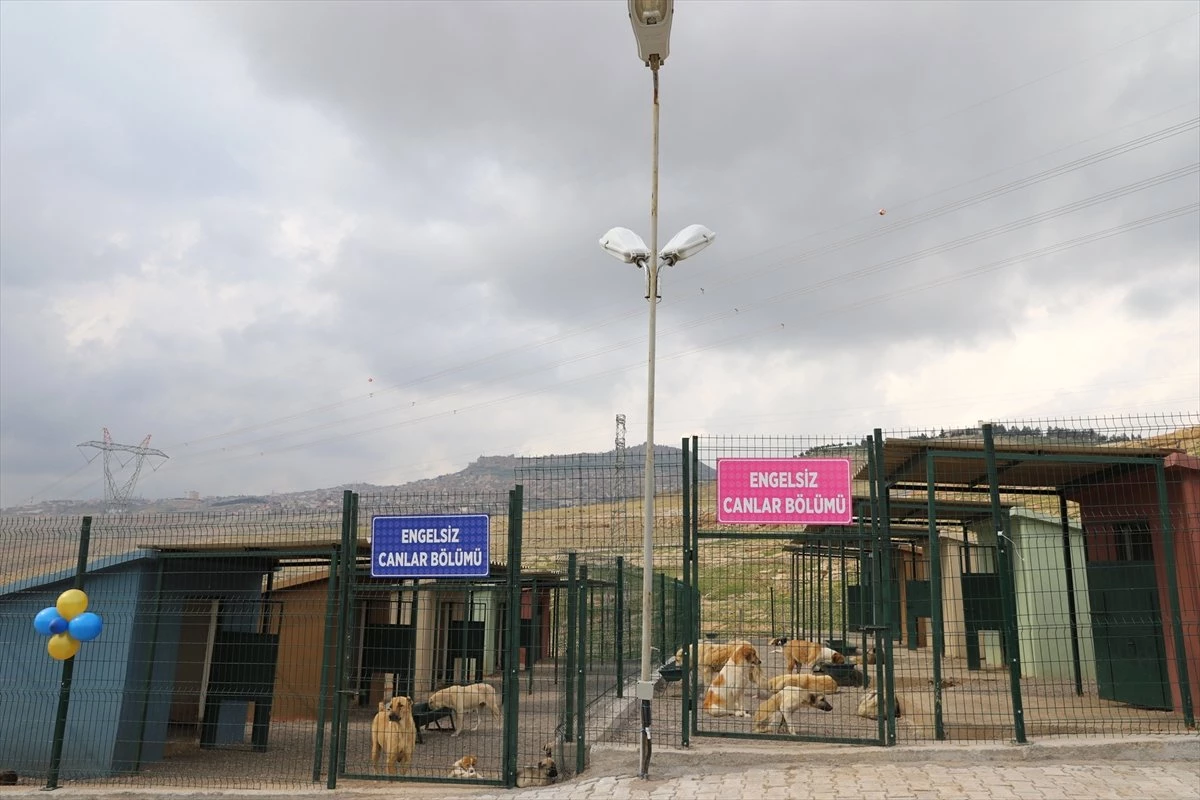 Mardin\'de Kurulan Hayvan Hastanesi Açıldı