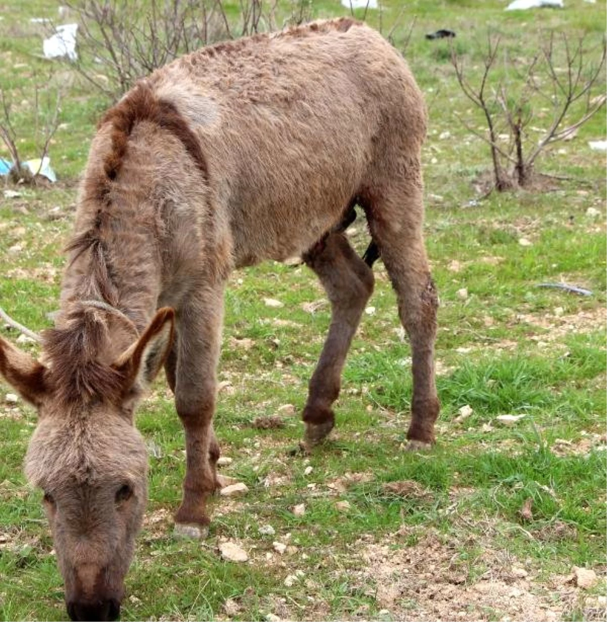 Sıpaya İşkenceye Büyük Tepki