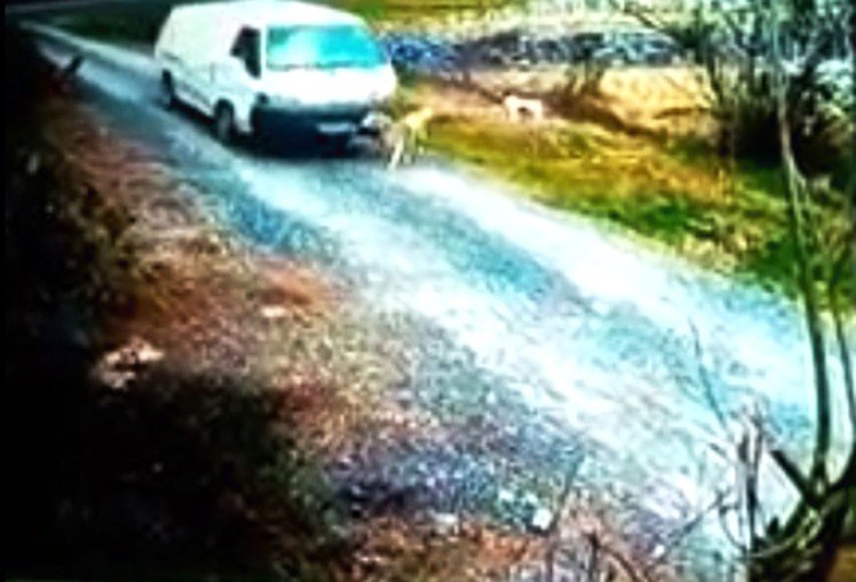 Sokak Köpeğine Minibüsün Çarpma Anı Kamerada