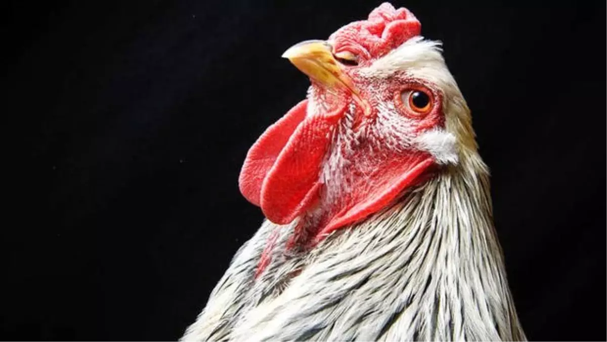 Tavuklar Kümese Giren Tilkiyi Öldürdü