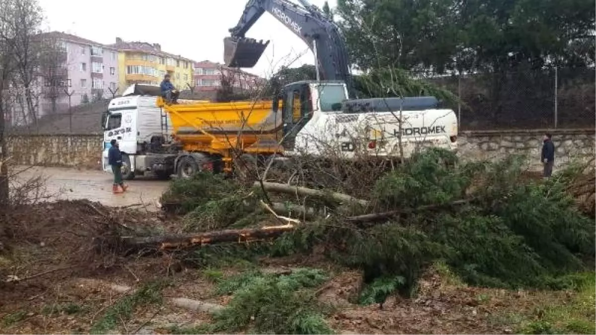 Yol Genişletme Çalışmaları İçin Ağaçlar Kesildi