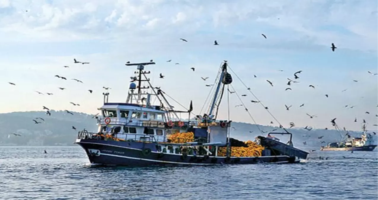 Akdeniz Kıyılarında Zehirli Aslan Balığı Tehlikesi Ortaya Çıktı