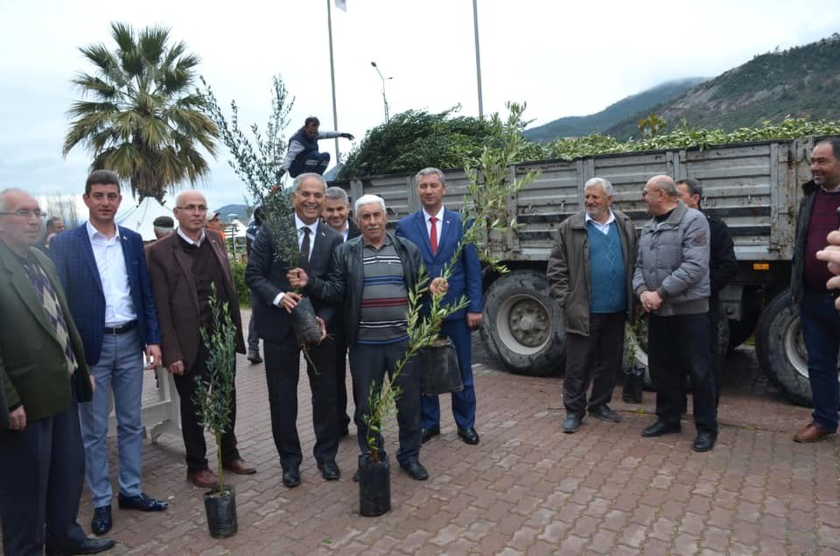 Bayırköy\'de Ücretsiz Zeytin ve Hurma Fidanı Dağıtıldı