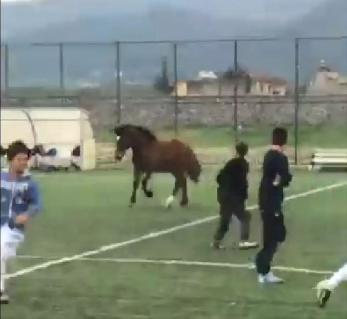 Futbol Maçında Sahaya At Girdi