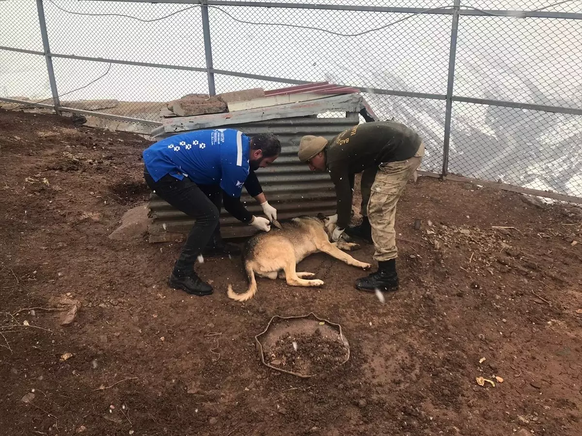 Hakkari\'de Sokak Hayvanları Sağlık Taramasından Geçirildi