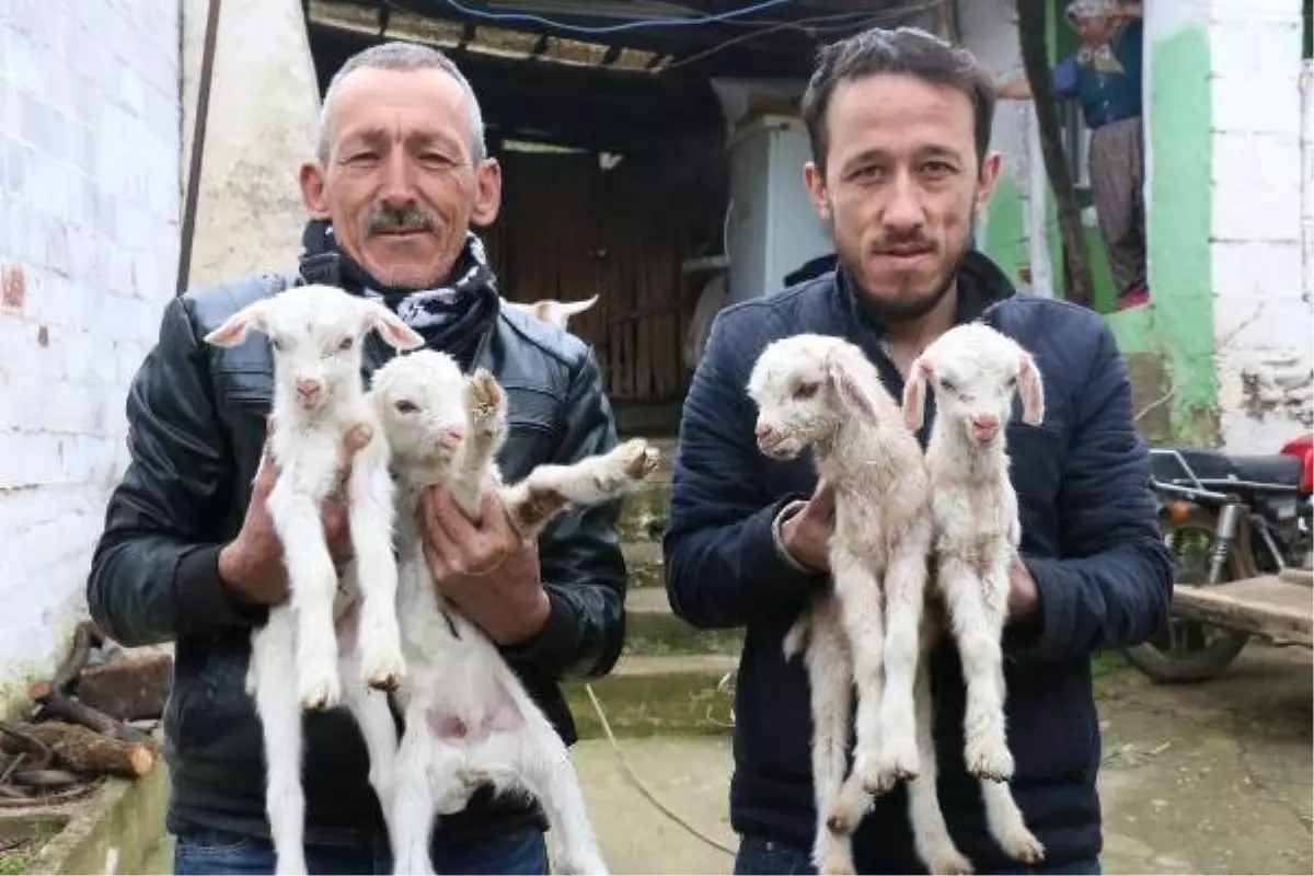 Keçisinin Dördüz Doğurması Mutlu Etti