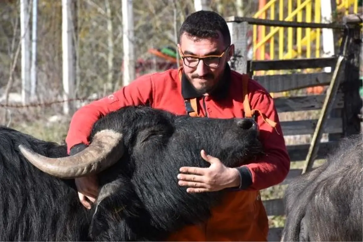 Mandalara Caz Dinletiyor