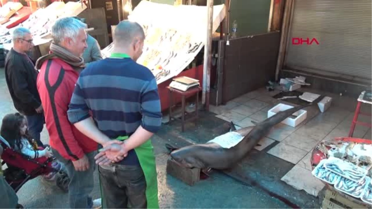 Mersin\'de 5 Metre Uzunluğunda Köpek Balığı Yakalandı