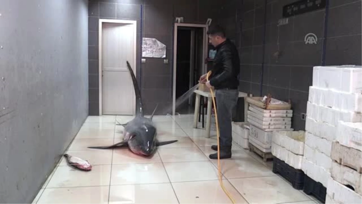 Mersin\'de 6 Metre Boyunda Köpek Balığı Yakalandı