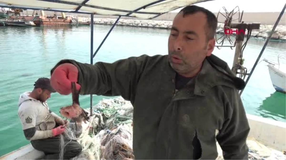 Mersin\'de Zehirli Aslan Balığı Yakalandı