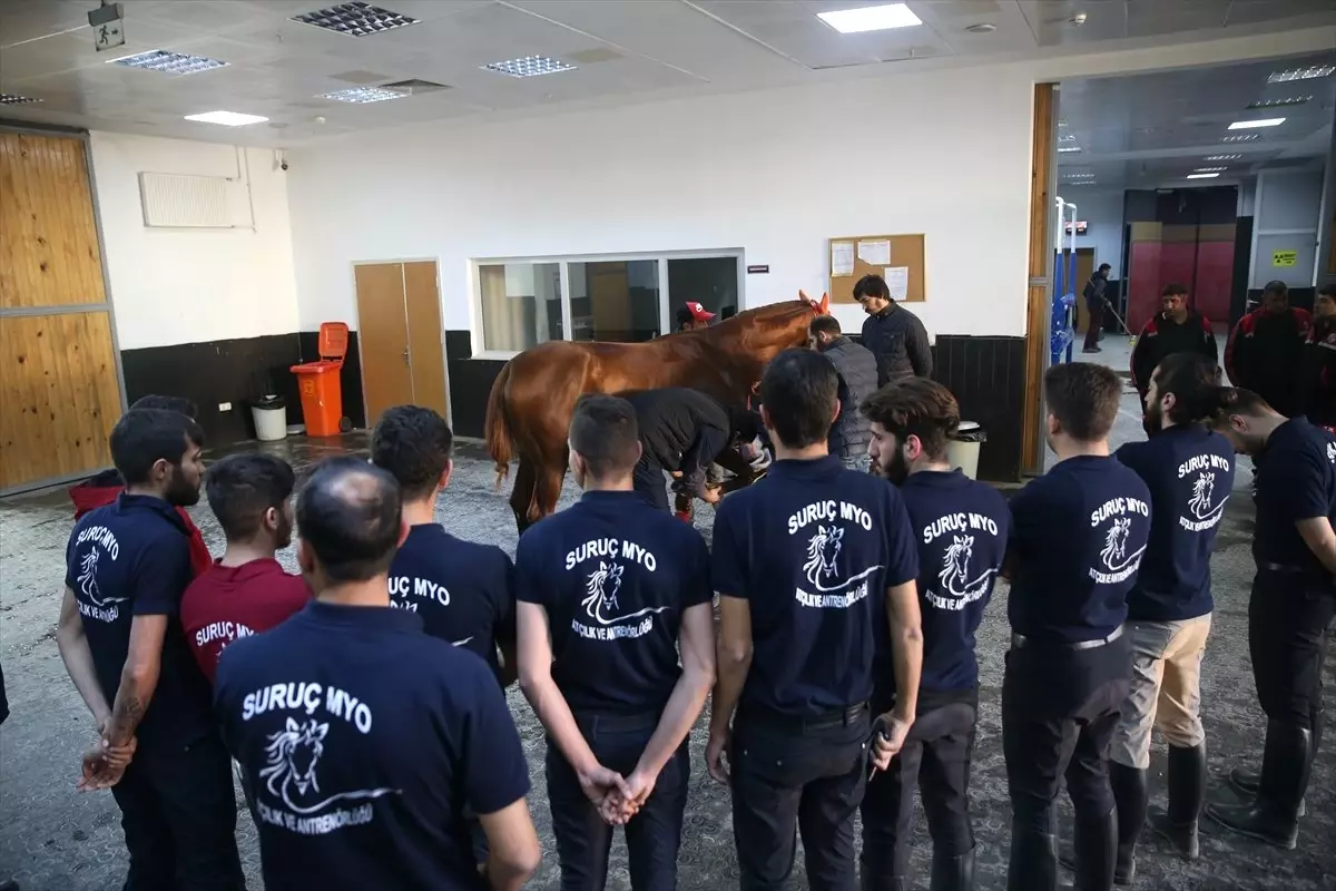 Suruç\'un Şampiyon Atlarına "Akademik" Dokunuş