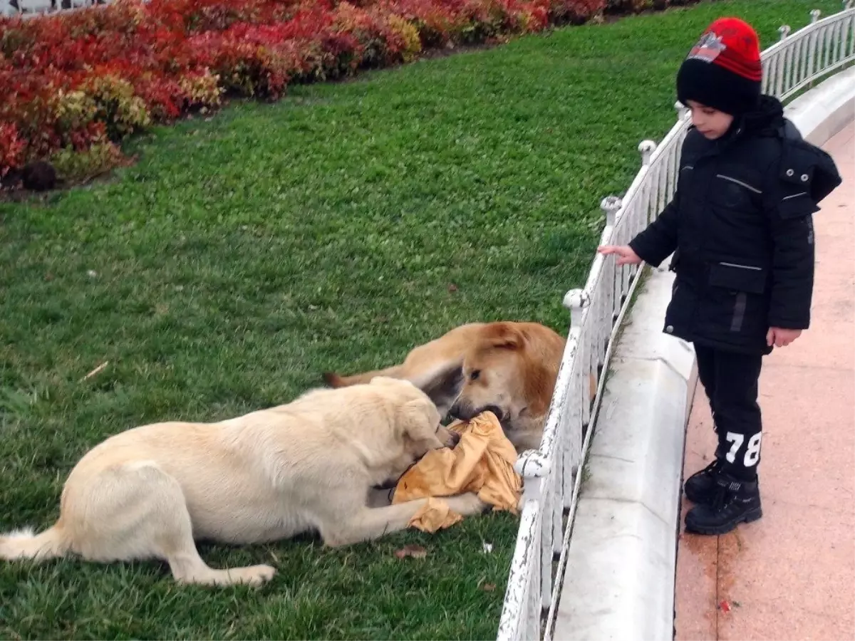 Taksim\'de Filistinli Küçük Çocuğu Köpek Isırdı