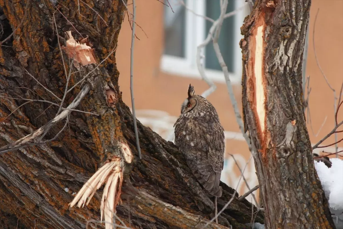 Tunceli\'de Kulaklı Orman Baykuşu Fotoğraflandı