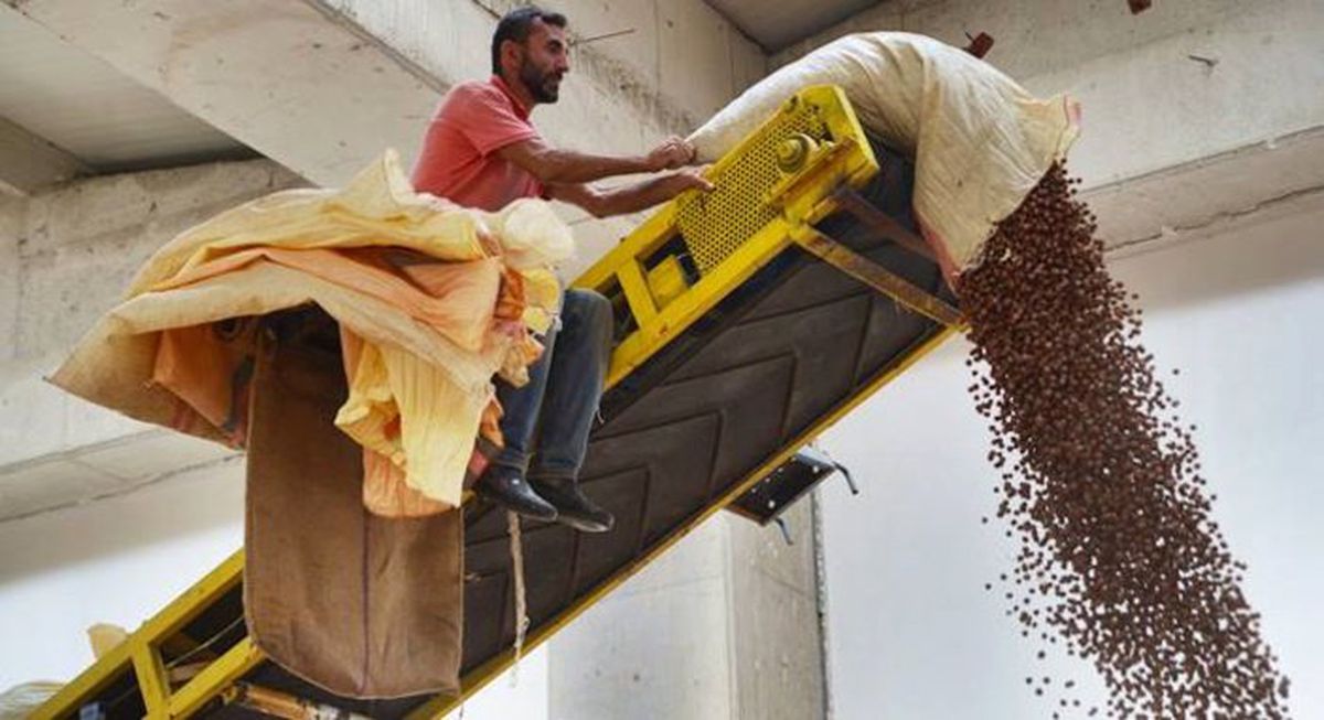 Üretici fındık fiyatının düşmesinden endişe ediyor