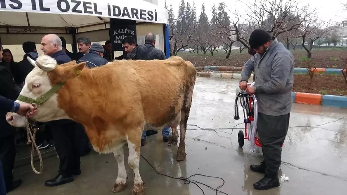 Üreticilere Süt Sağım Makinesi Dağıtıldı