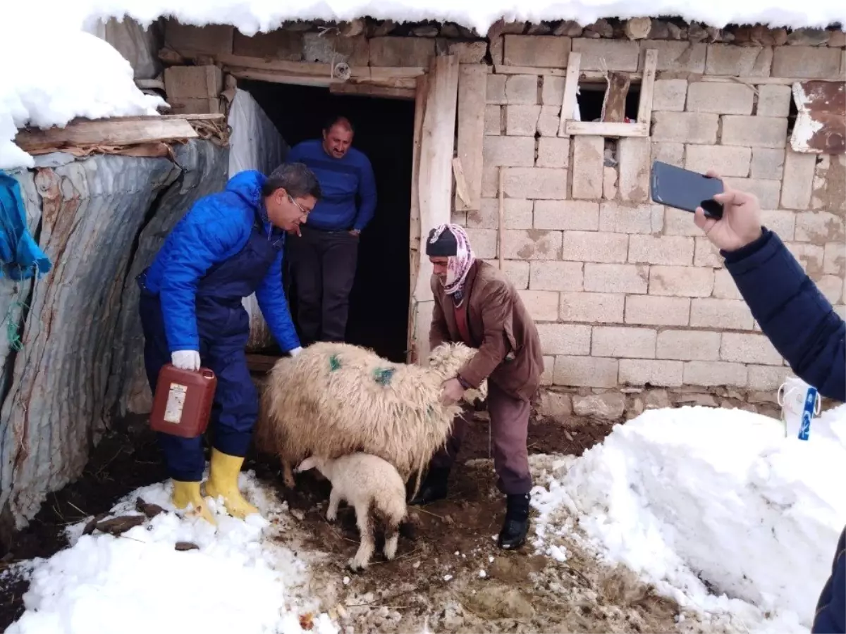 Başıboş Köpekler Hayvan Sürüsüne Saldırdı