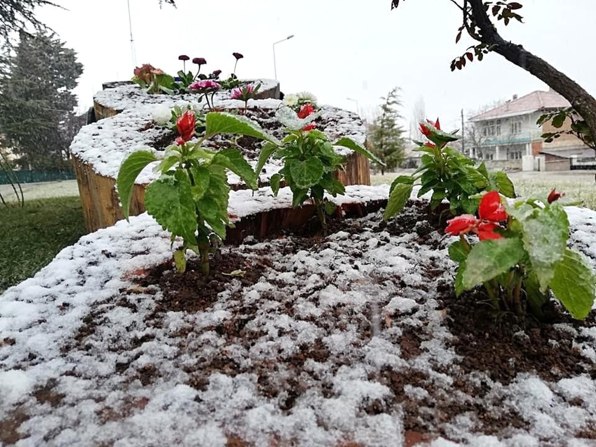 Havaların Isınmasına Aldanıp Açan Çiçekler Kar Altında Kaldı