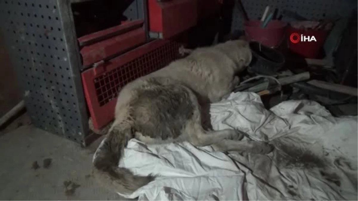 Kütahya\'da Trafik Kazasında Yaralanan 2 Kedi ve 1 Köpek İçin Gece Yarısı Seferberlik