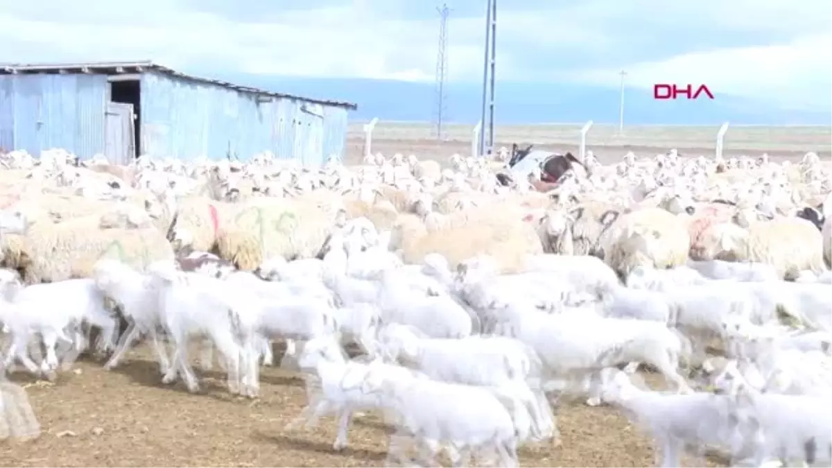 Ankara Kuzuların Anneleriyle Buluşma Heyecanı