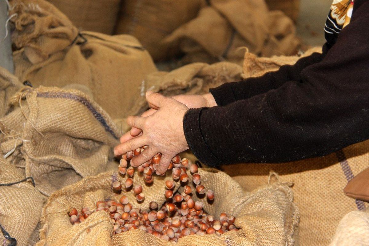 Düzce\'den Avrupa\'ya İki Ayda Bin 775 Ton Fındık İhraç Edildi