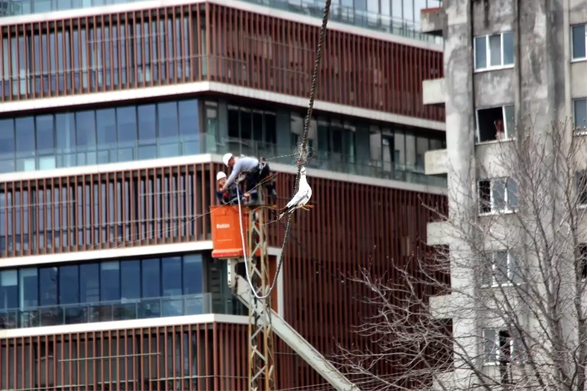 Elektrik Kablosuna Takılan Martı 7 Saat Sonra Kurtarıldı