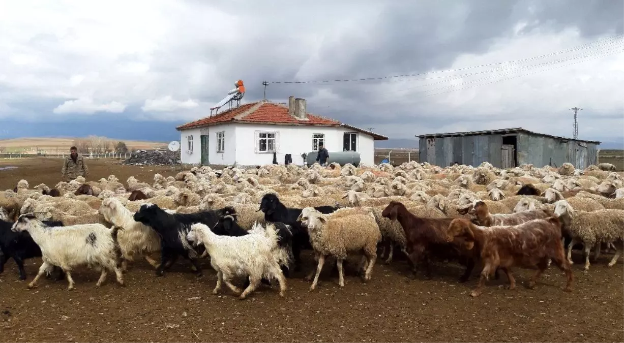 Kuzuların Annelerine Kavuşma Anı