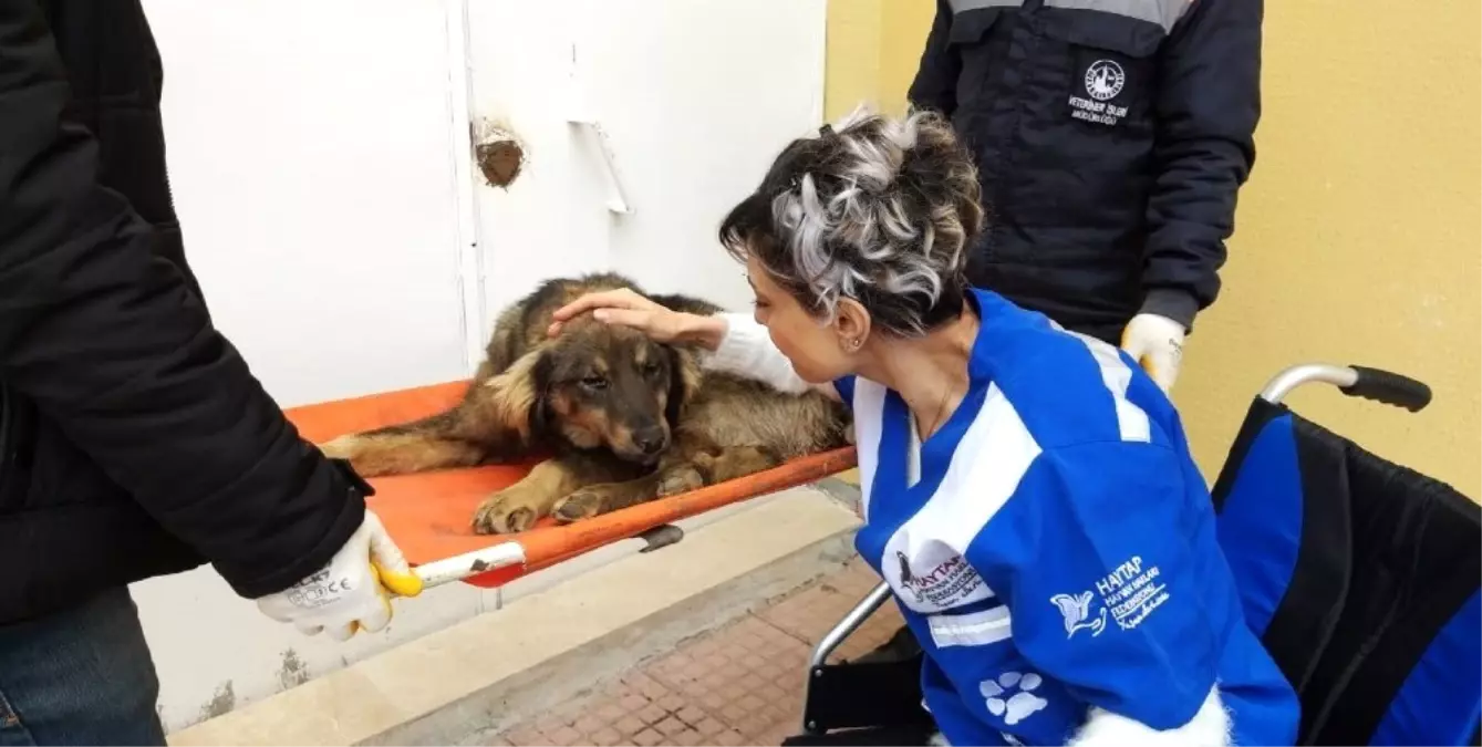 Tavukları Kovalayan Köpeği Öldüresiye Dövdüler