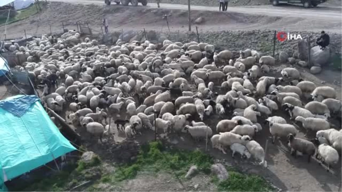 Anneleri Ölen Kuzular, Keçilerin Sütü ile Besleniyor