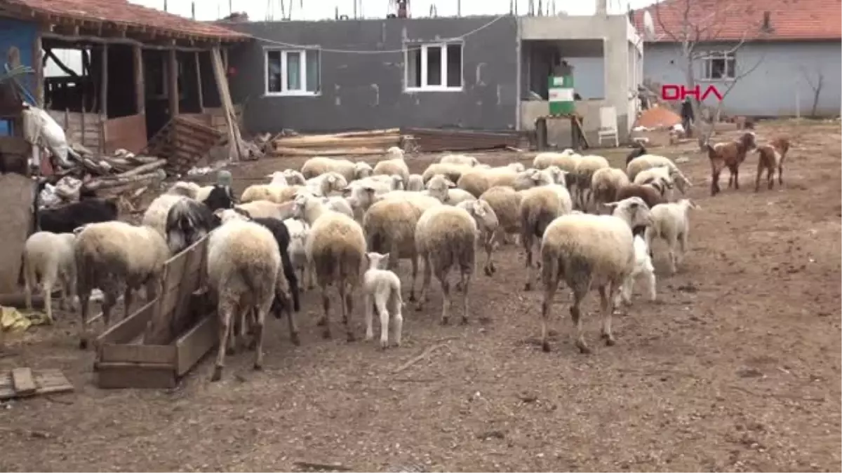 Bursa Denetimli Serbestlikle Cezaevinden Çıktılar, Koyun Sürüsü Sahip Oldular