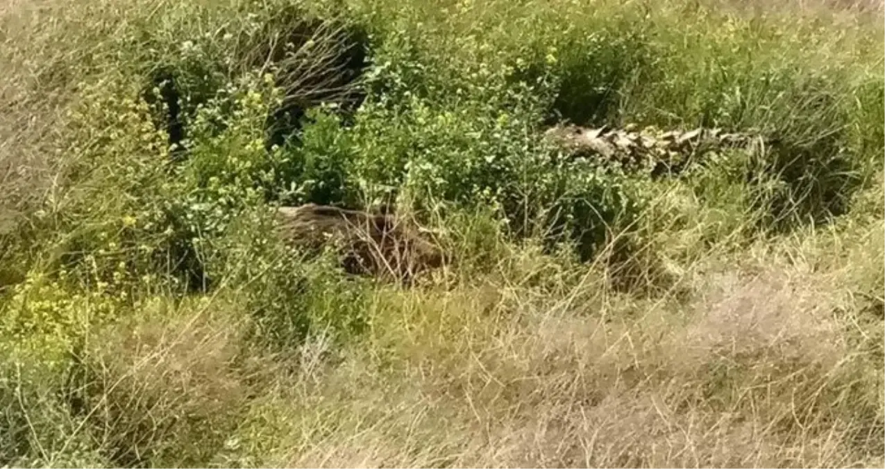 Çalıların Arasında Doğuran Domuz, Ekipleri Harekete Geçirdi