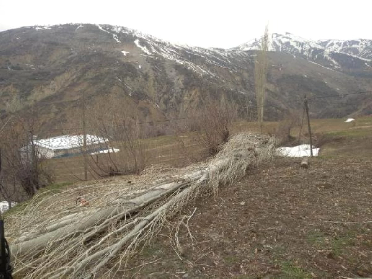 Kestiği Ağacın Altında Kalmaktan Son Anda Kurtuldu